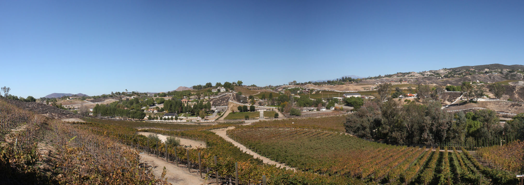 275-IMG_8650a Vineyard Panorama 1