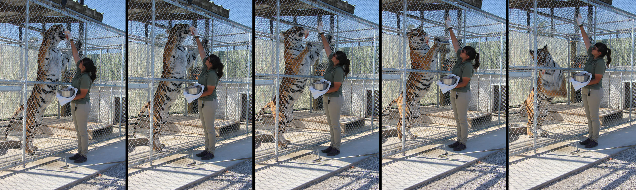200 - Tiger Feeding