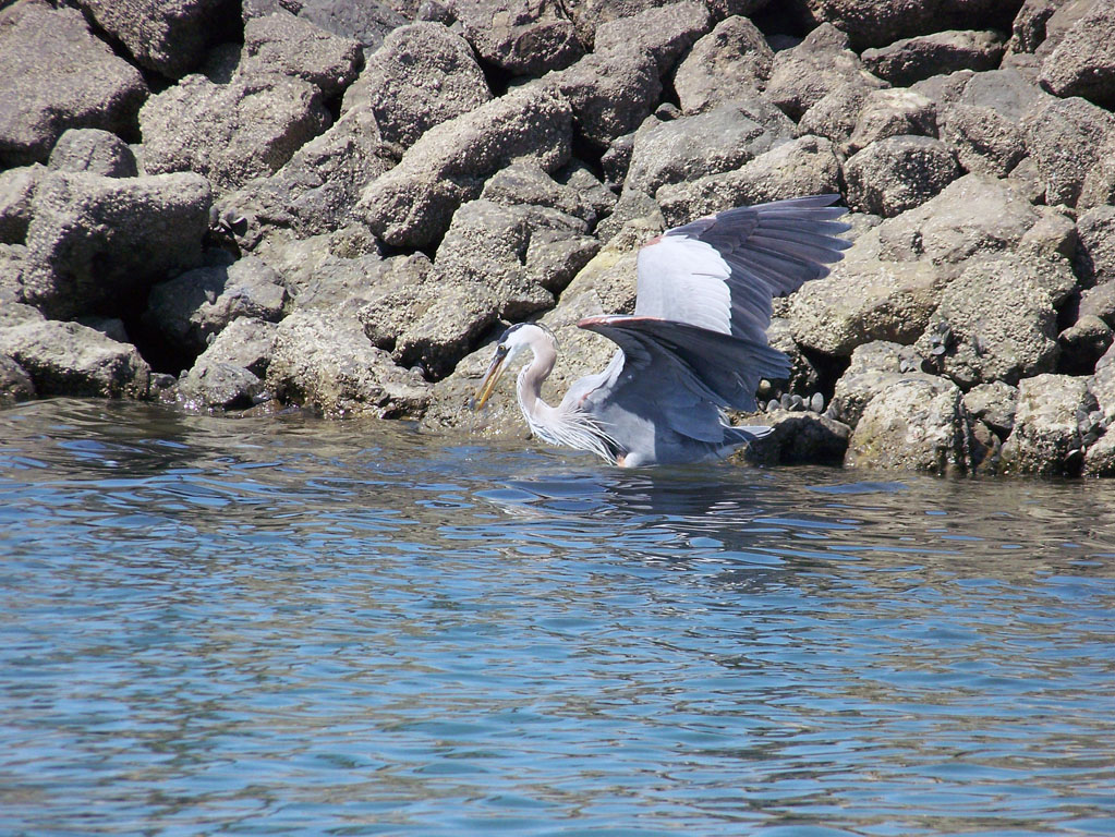 Arch Rock Boat Trip 003