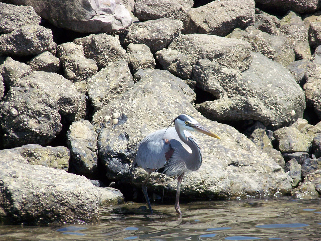 Arch Rock Boat Trip 004