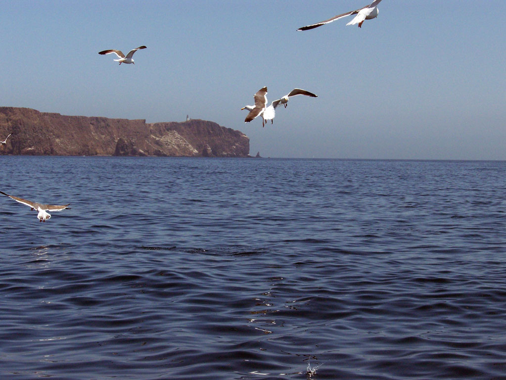 Arch Rock Boat Trip 057