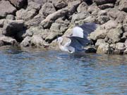 Arch Rock Boat Trip 003
