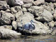 Arch Rock Boat Trip 004