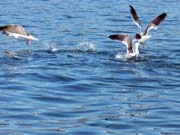 Arch Rock Boat Trip 056