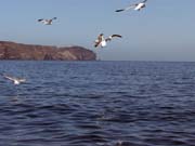 Arch Rock Boat Trip 057