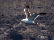 Arch Rock Boat Trip 058