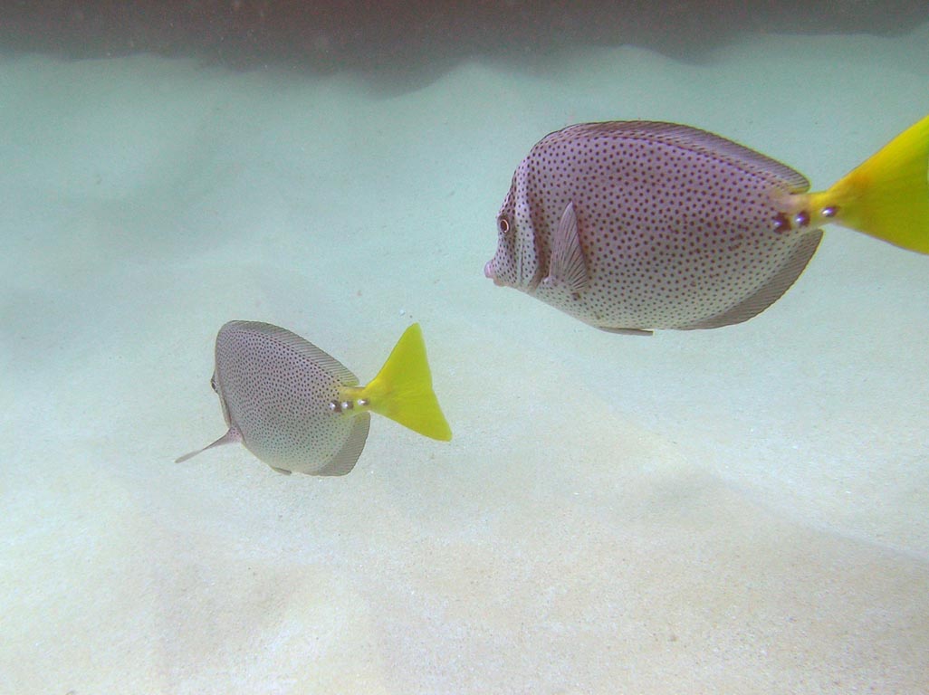 330 Cabo 2004 - (2) P7170017