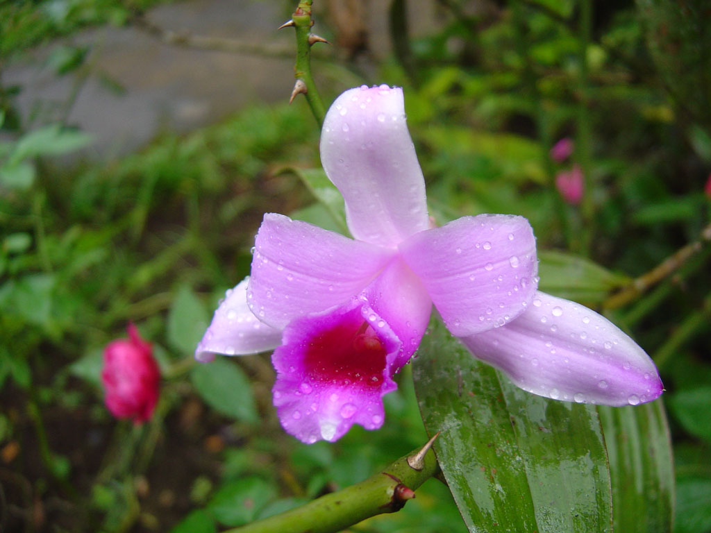 415 - Guaria Morada 1