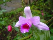 415 - Guaria Morada 1