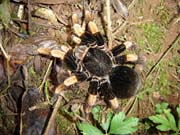425 - Tarantula