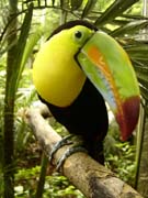 430 - Tucan Pico Iris 2