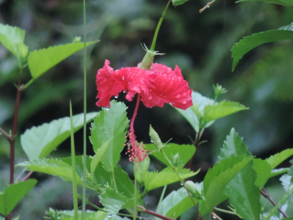 330 - DSCN0920