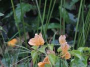 310 - DSCN0918