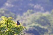 525 - IMG_1296a