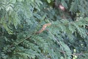 905 - IMG_1285