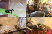 625 Frogs