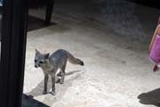 105 - FoxIMG_1026a