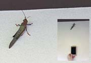110 - SixInchGrasshopperIMG_0944