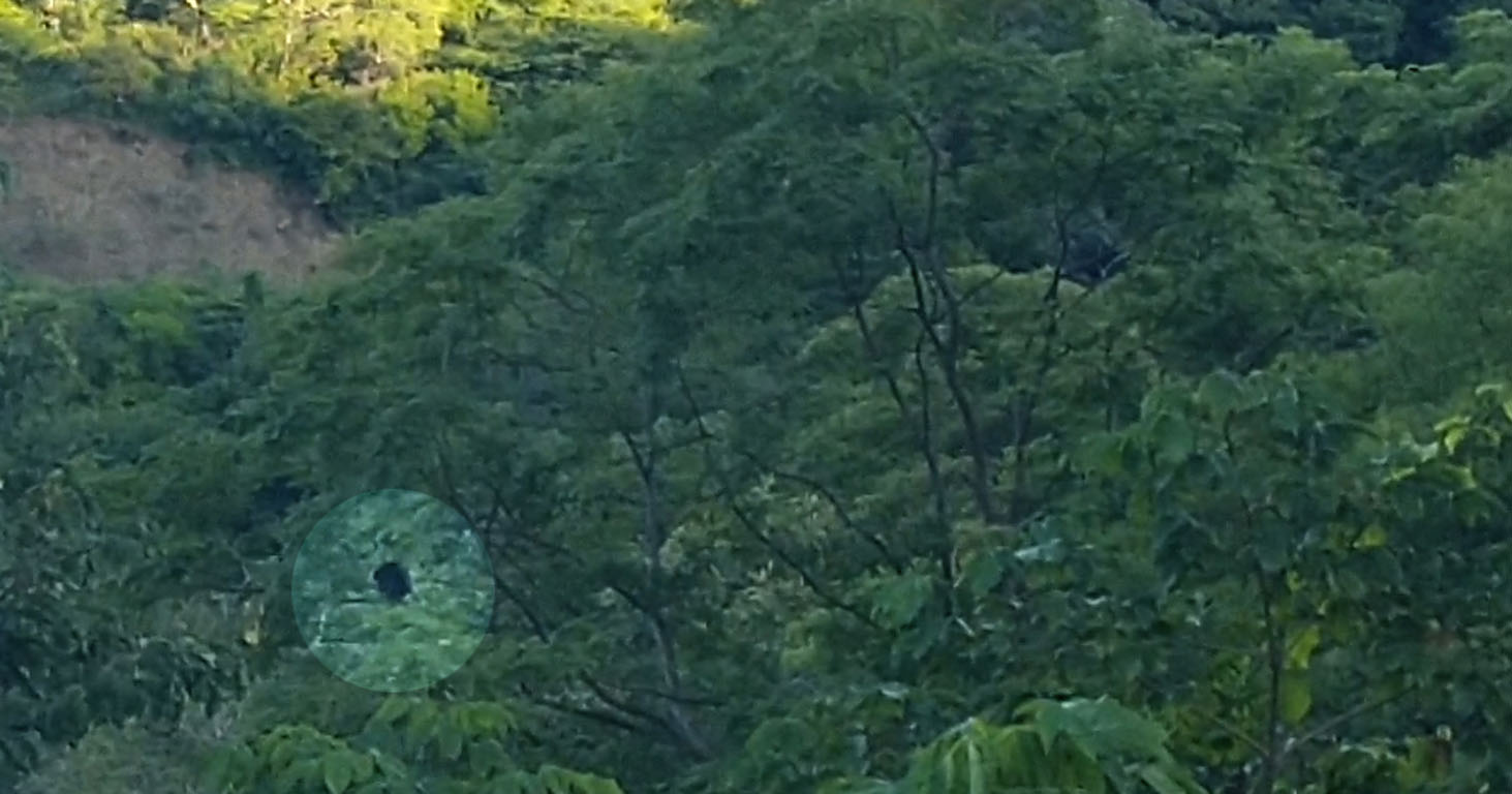 14 - Howler Monkey (highlighted)