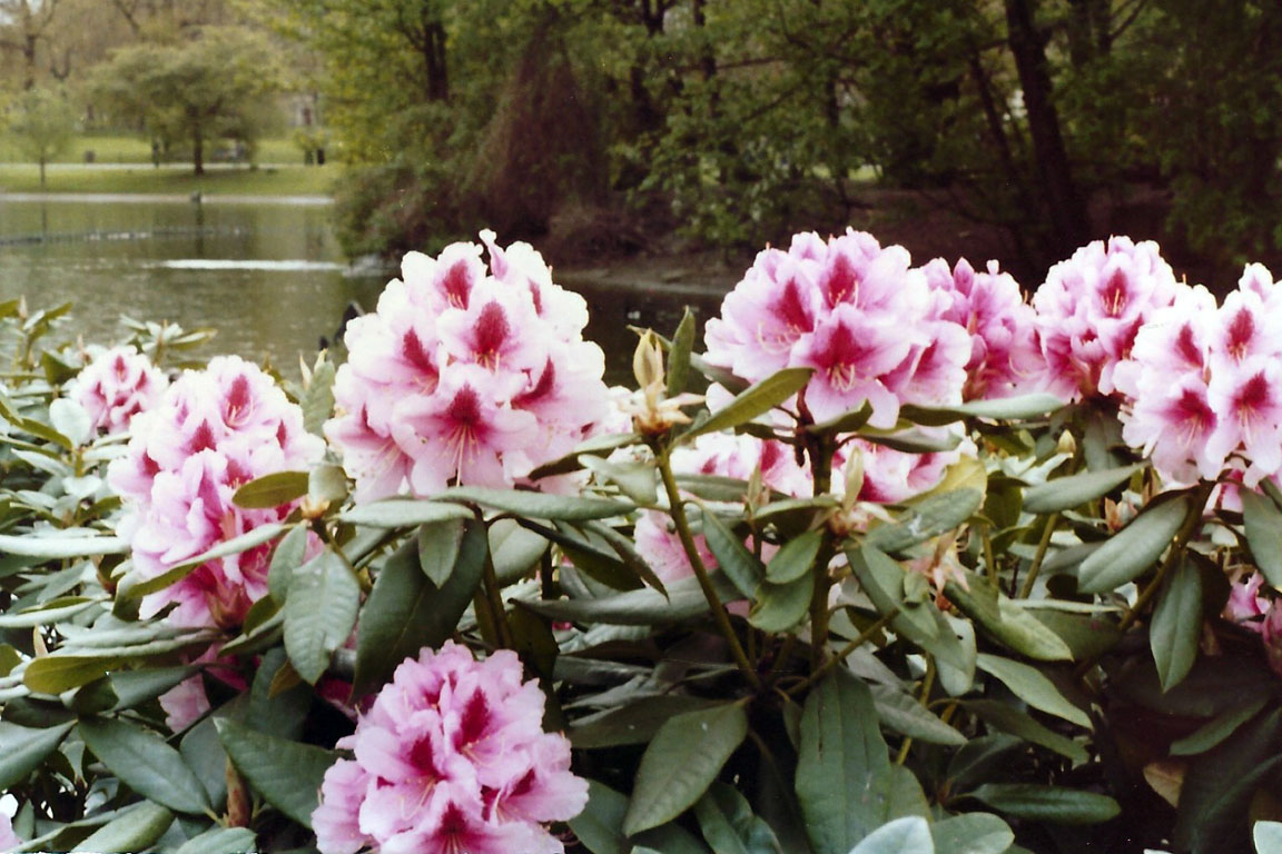 London-41, Saint James Park