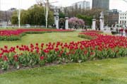 London-38, Saint James Park