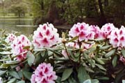 London-41, Saint James Park