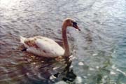 Lucerne-07
