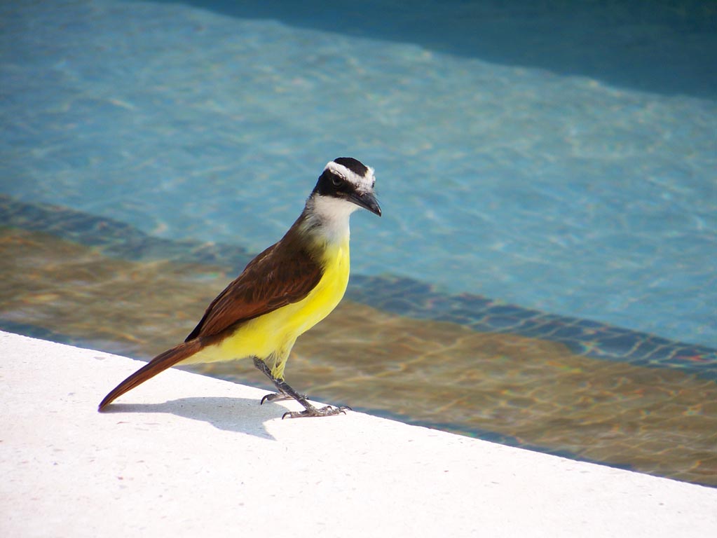 Playa Del Carmen - 2018 (Hotel)