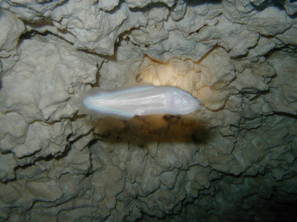 Playa Del Carmen - 5016 (Cenote)