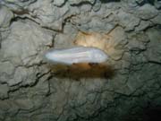 Playa Del Carmen - 5016 (Cenote)