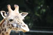 029-g IMG_4916
