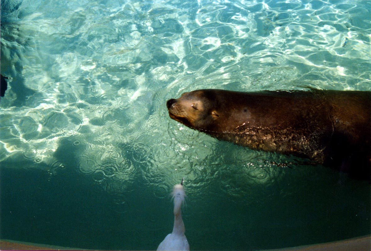0004 SeaWorld-04