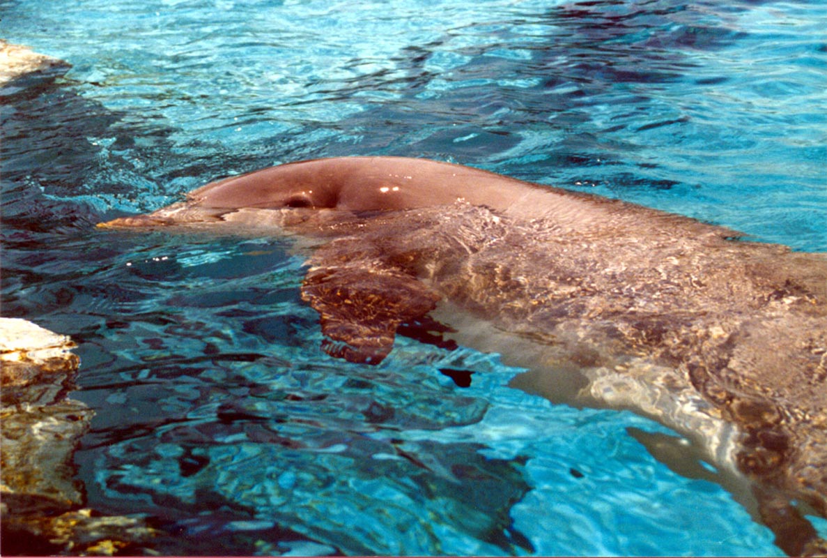 0008 SeaWorld-08