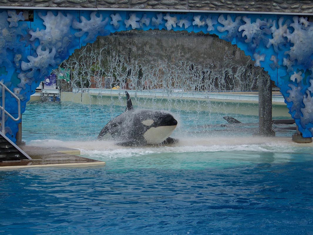 018 Seaworld Preston May 2008 116