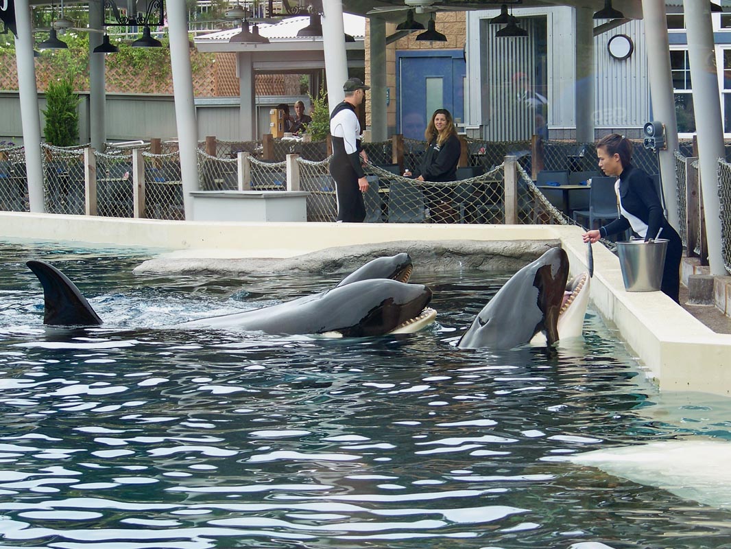 022 Seaworld Preston May 2008 294