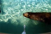 0004 SeaWorld-04