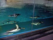 010 Seaworld Preston May 2008 042