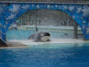 018 Seaworld Preston May 2008 116