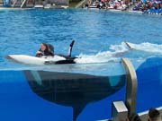 019 Seaworld Preston May 2008 123