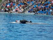 020 Seaworld Preston May 2008 290