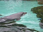 026 Seaworld Preston May 2008 160