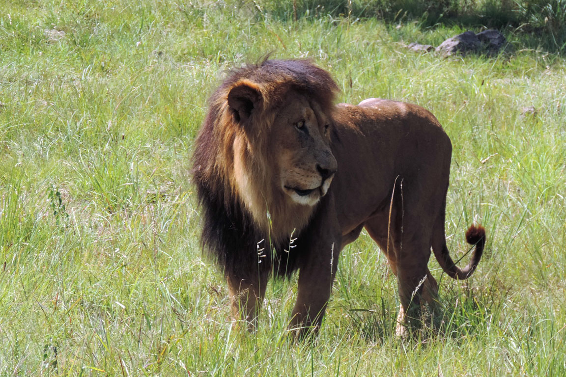 005 - Lion DSCN1491