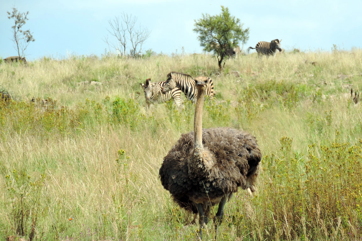 020 - Ostrich DSCN1539
