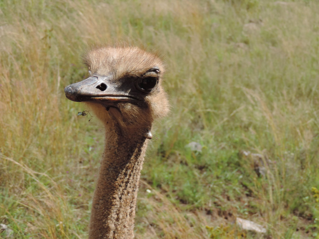 025 - Ostrich DSCN1543