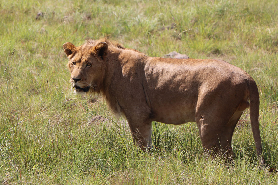 035 - Lioness IMG_0025