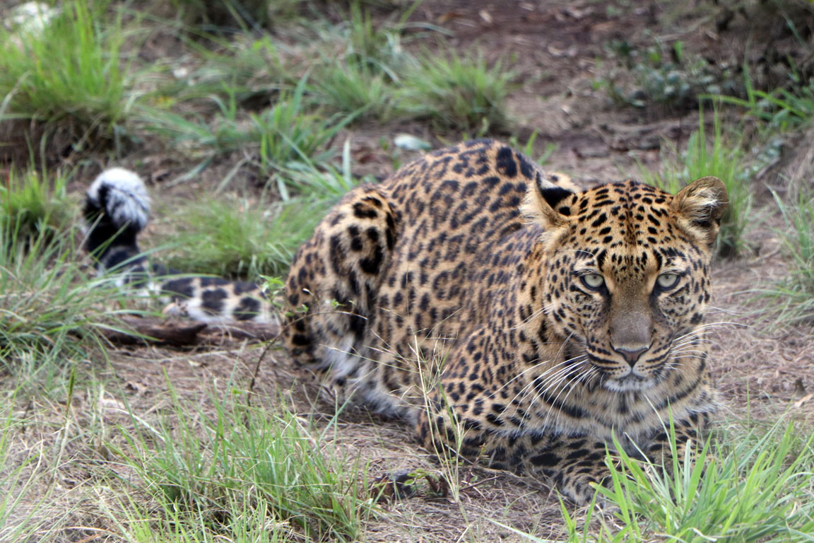 055 - Cheetah IMG_0114