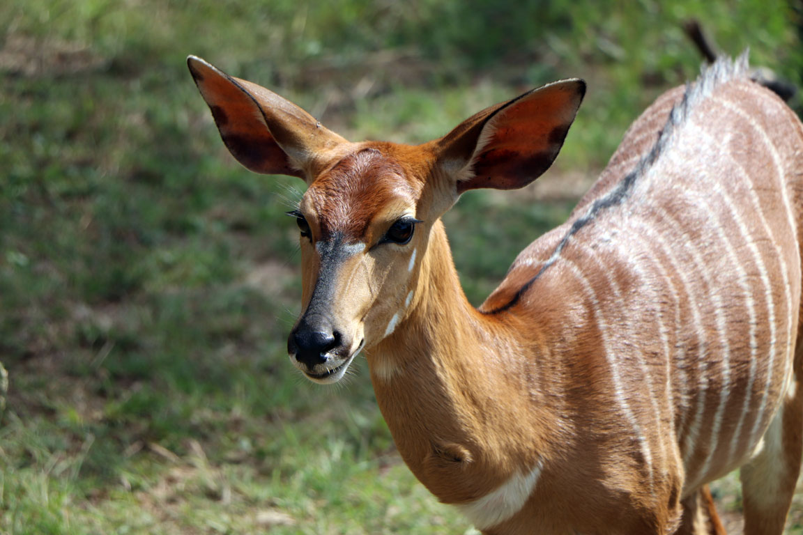 060 - Nyala IMG_0158