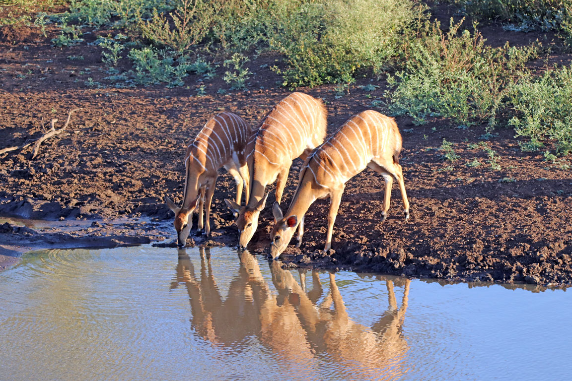 095 - Nyala IMG_0878
