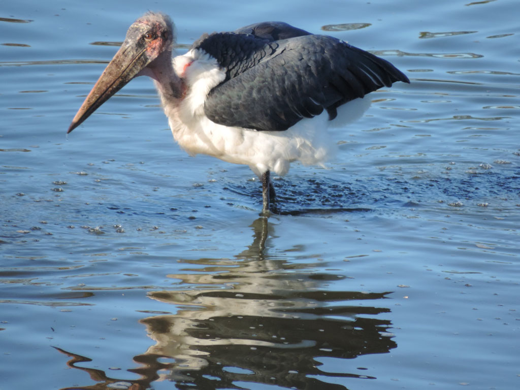 100 - Stork DSCN1578