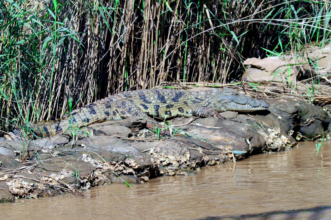 125 - Nile Crocodile IMG_0914